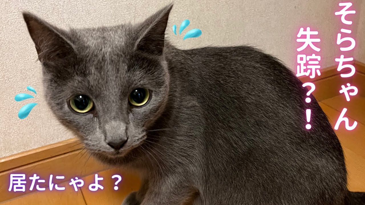 「そらちゃん失踪事件(未遂)」（ロシアンブルー）