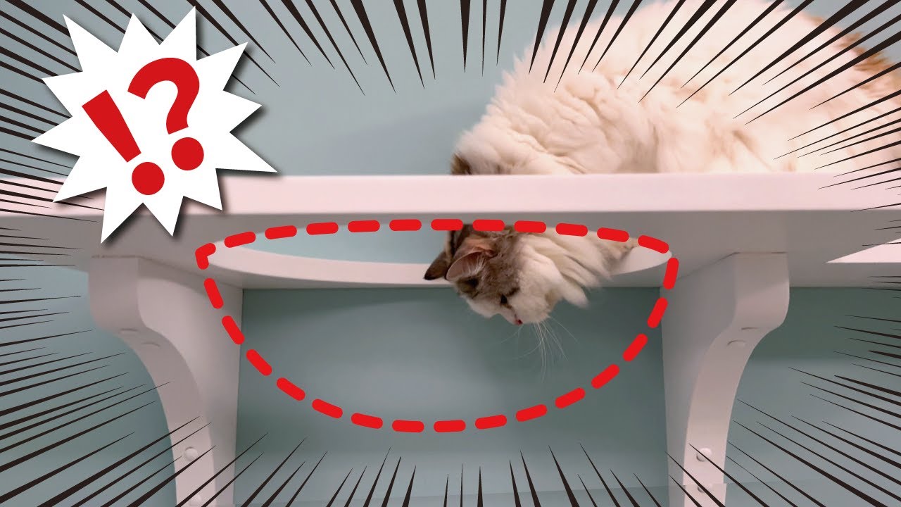 あるハズの透明ボウルがなくなっていたら猫がまさかの行動に…