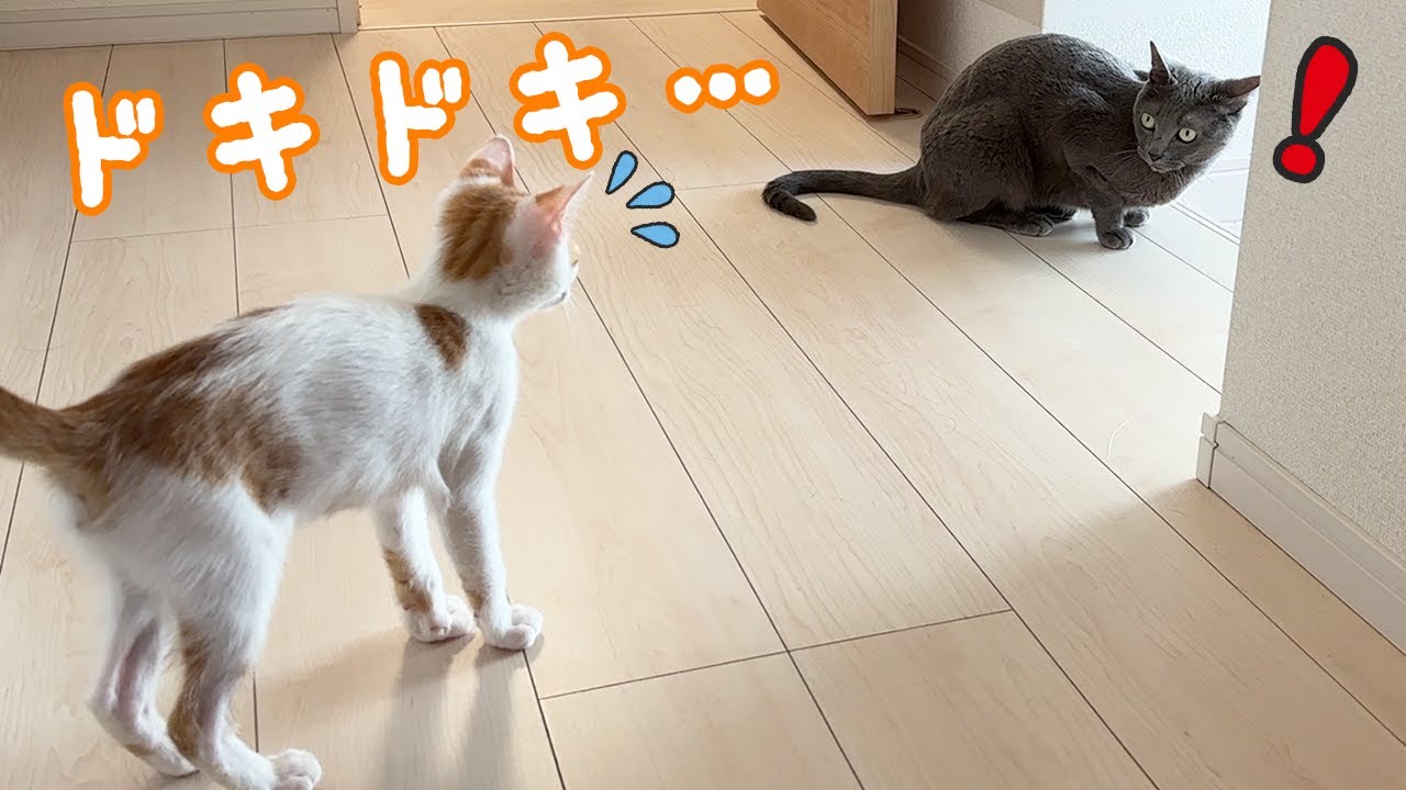 まだ先住猫ハムが怖くて近づけない子猫トロ…