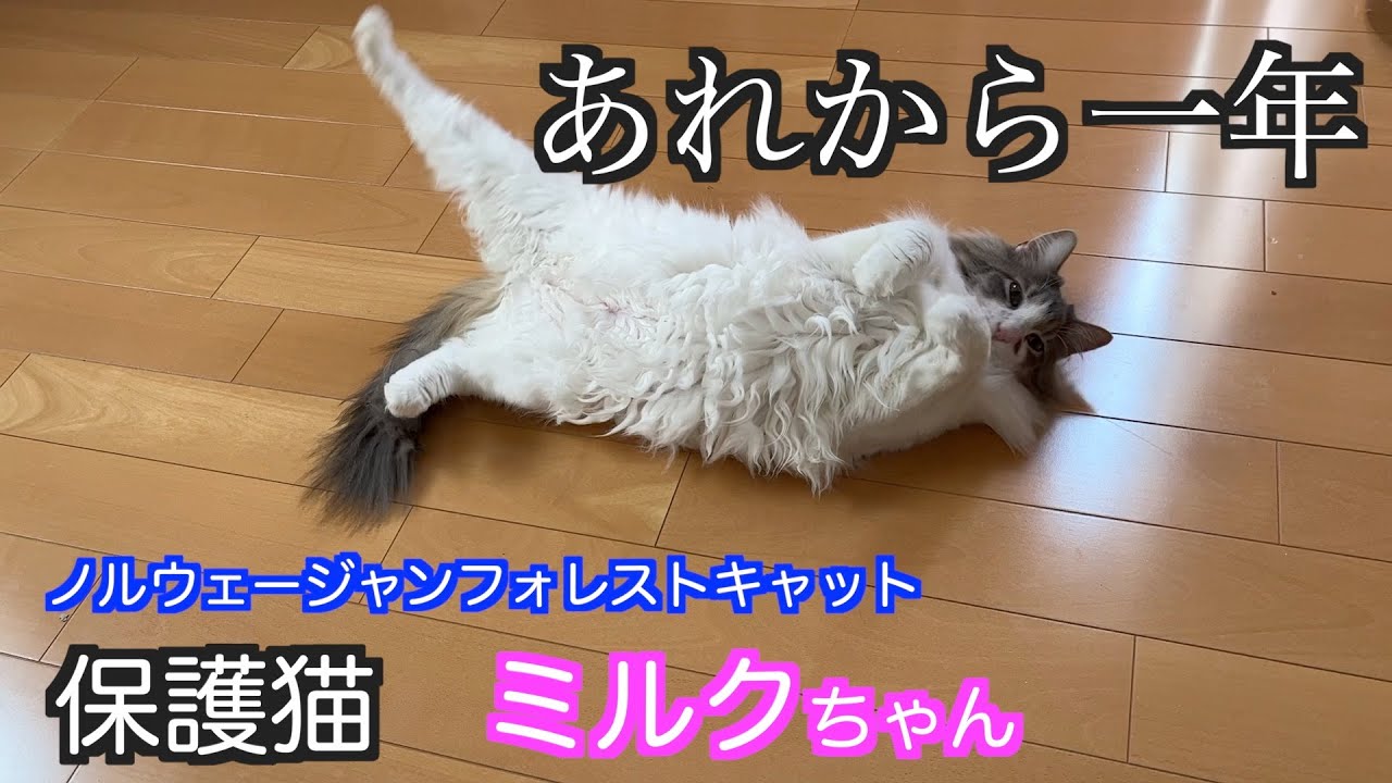 あれから一年【ノルウェージャンフォレストキャット保護猫】