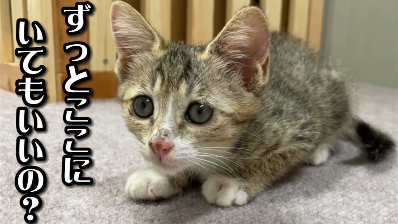 お別れを理解してるのか人間に甘えて離れなくなる子猫の姿