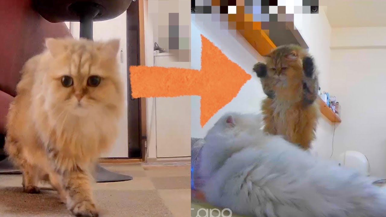 可愛いペルシャ猫に悪い心が宿る瞬間を見てしまった…