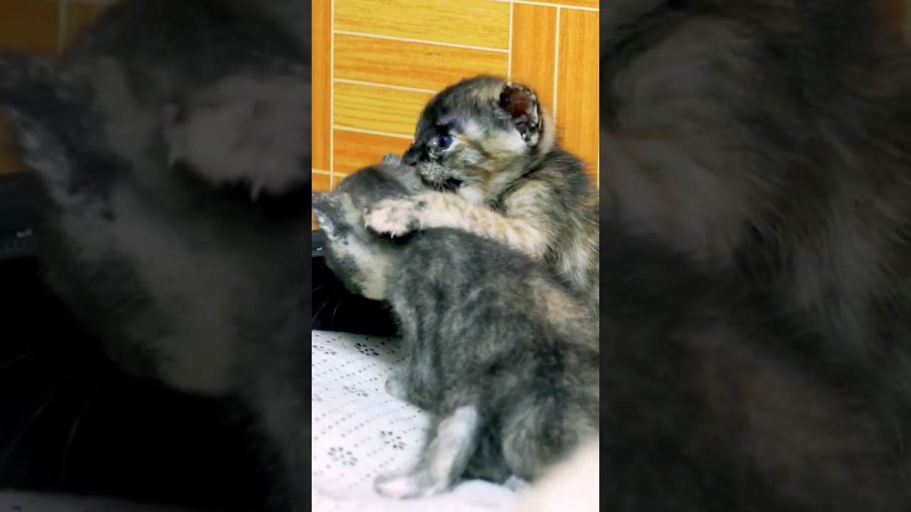 Cute Manx kitten breed #shortsviral #kitten #cutecat #animal #cat #cutepet #cute #shorts #shortvideo