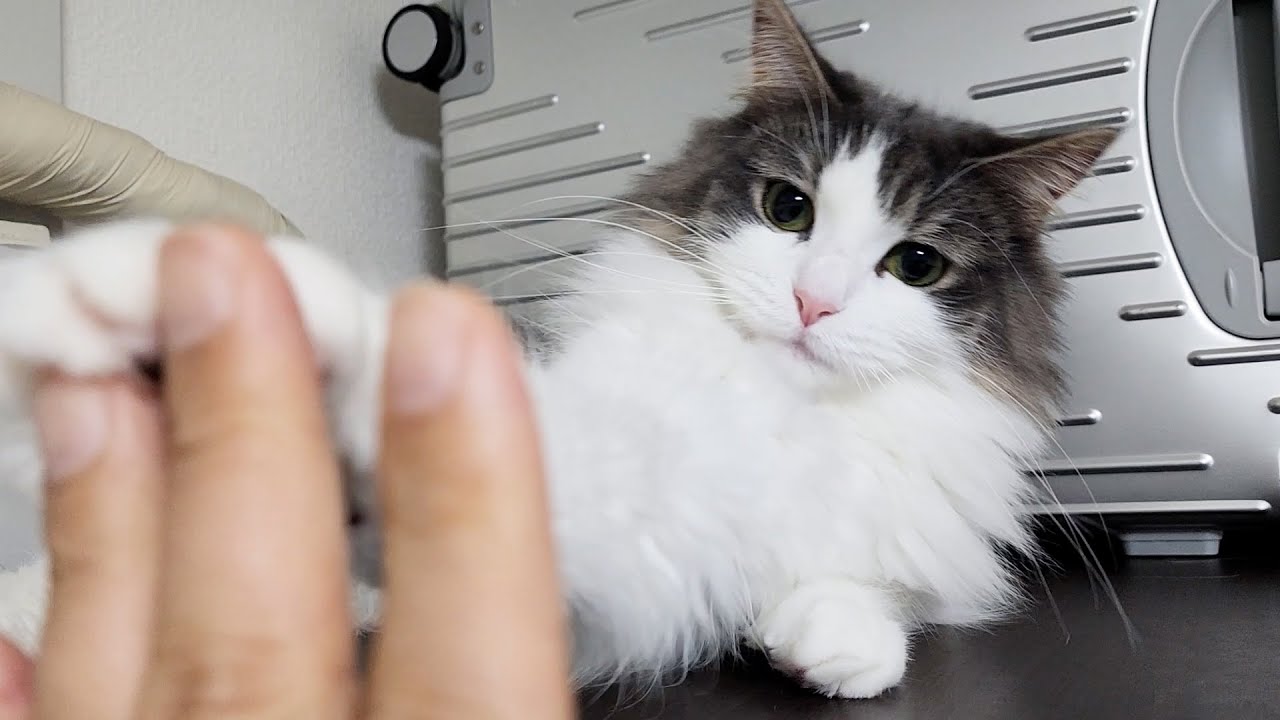 飼い主の遊び相手をする優しいノルウェージャンフォレストキャット