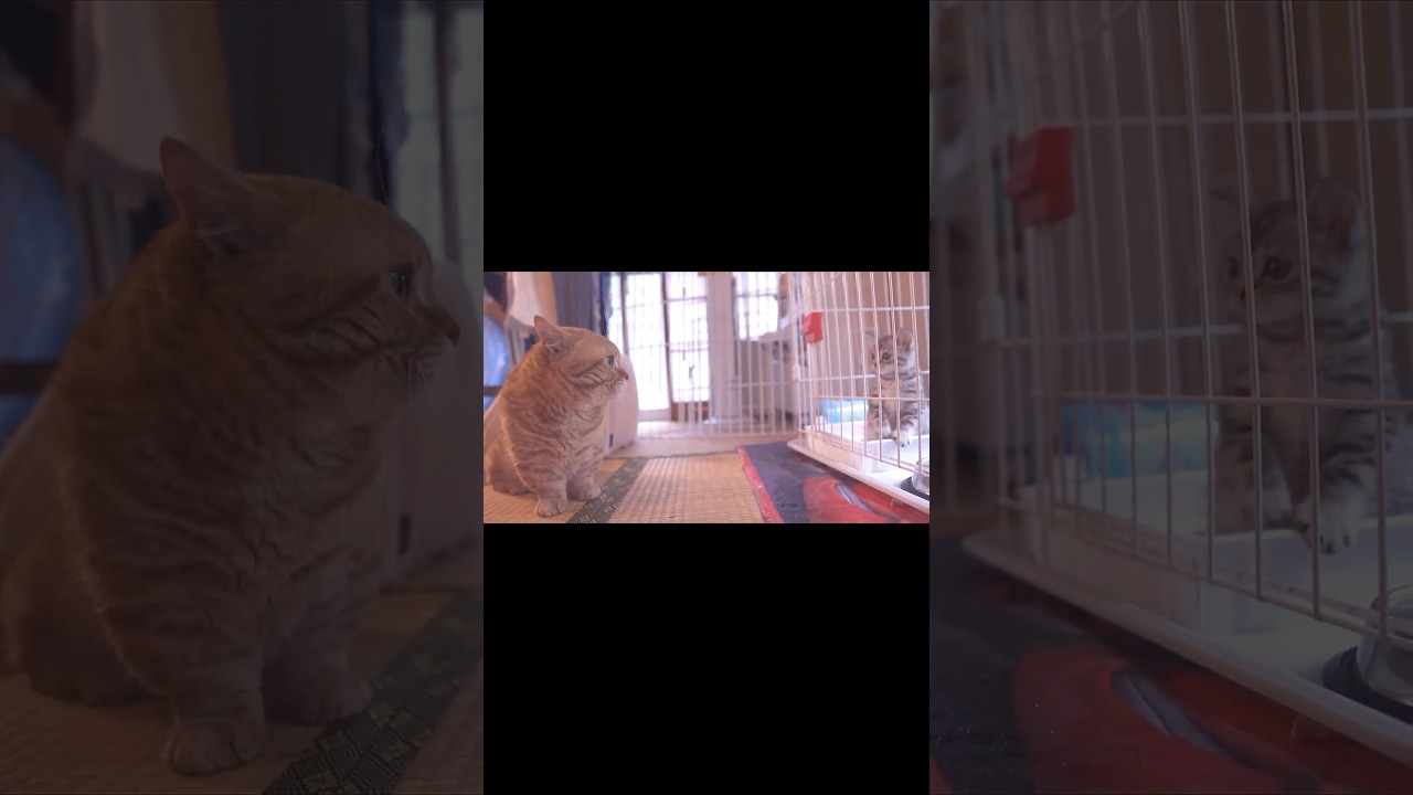 ぼくたちの相性は... #猫 #マンチカン #shorts