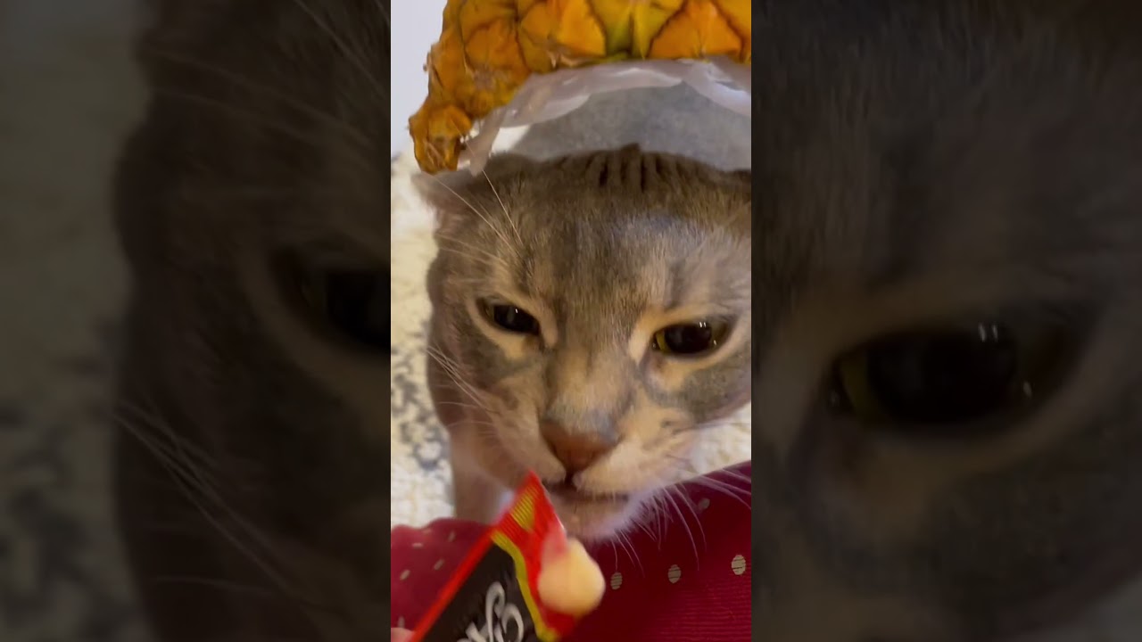 パイナップルをかぶった猫の末路 #shorts #猫 #アビシニアン