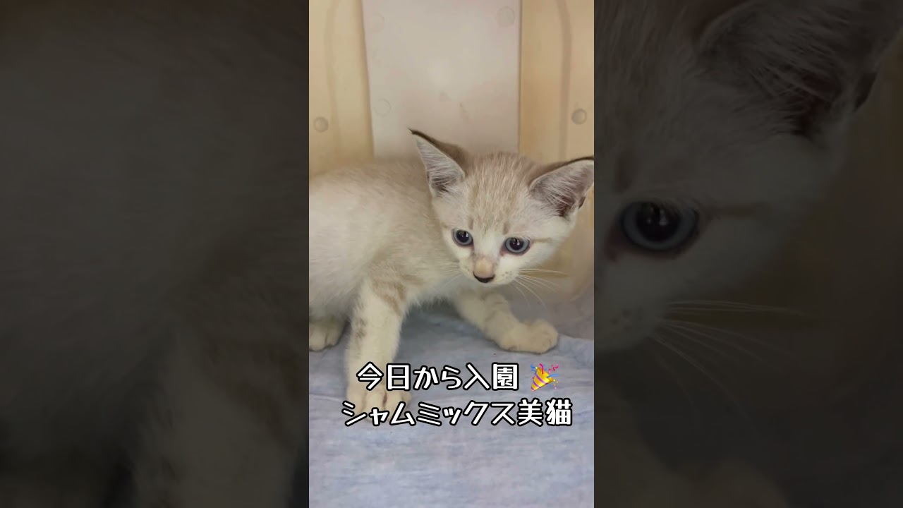 【保護 シャム猫】カッ！シャー！威勢よく威嚇するけど鳴き声かわいすぎ…💘目標ボス猫イケニャン大地くんを見に来てね💗 / rescued a kitten #shorts #癒やし #ボス猫