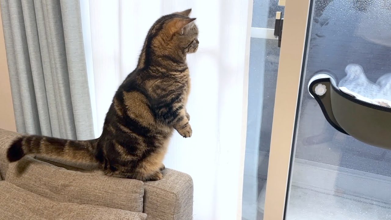 大雨が打ちつける窓が怖くて一歩が踏み出せない猫