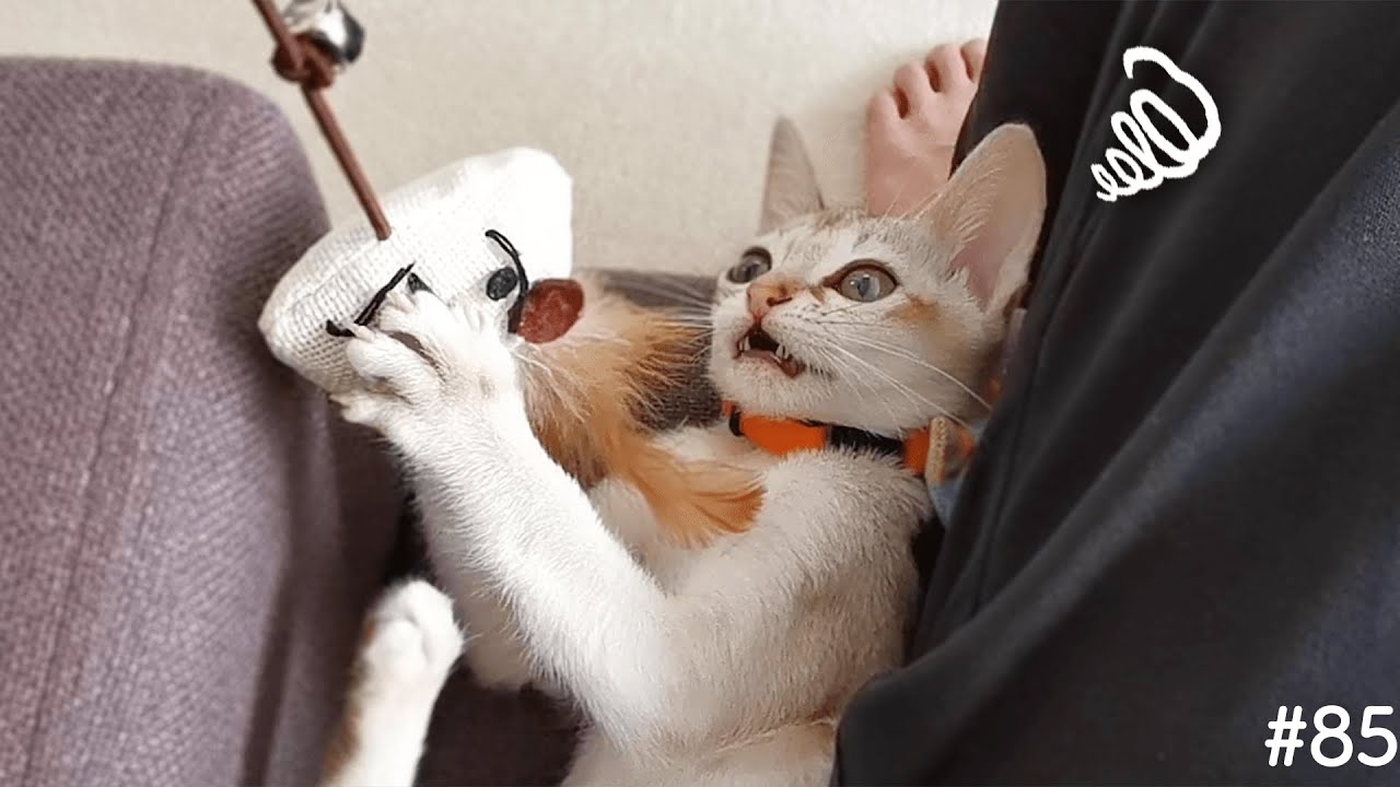 子猫が飼い主の相手をしてくれません…【シンガプーラ】