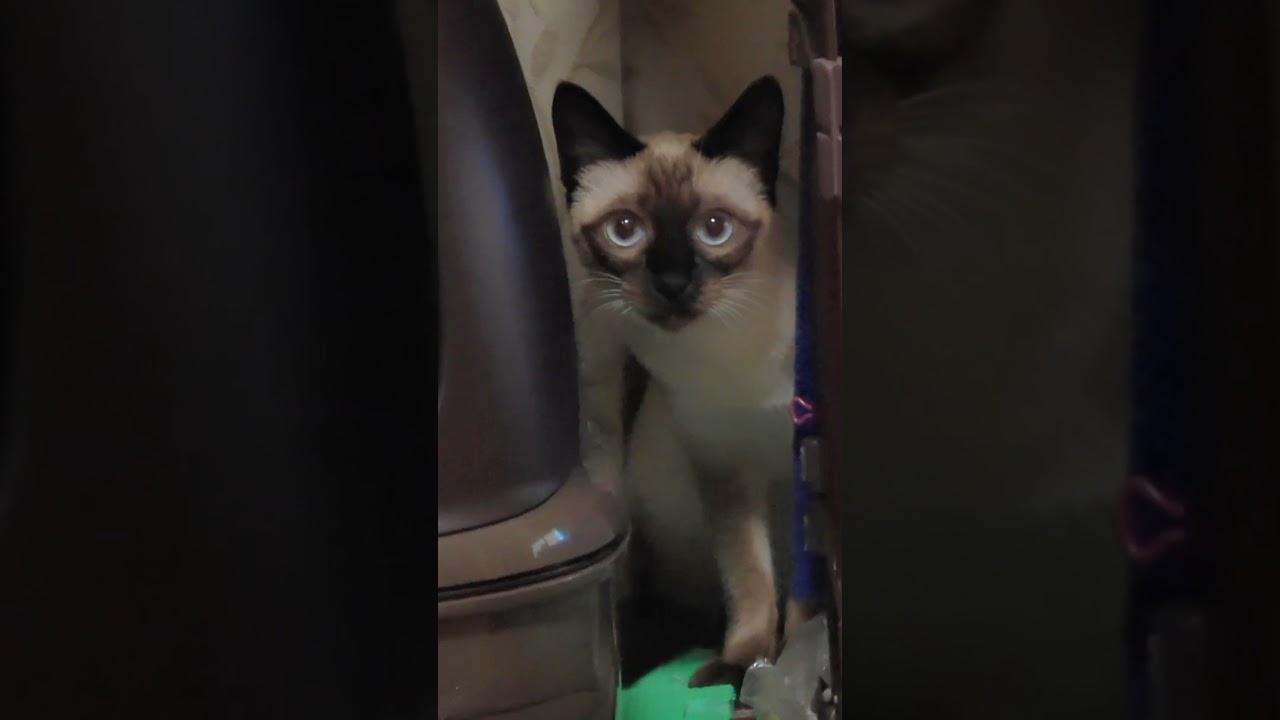 一瞬にして姿を消すシャム猫😲 #Shorts #シャム猫