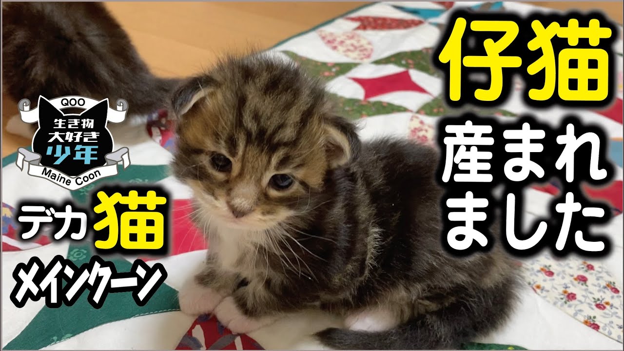 【メインクーン】仔猫、産まれました！生後19日目の子猫たち。初産の母猫の出産／体重／死亡リスク／メインクーンキャッテリー東京小野クーン