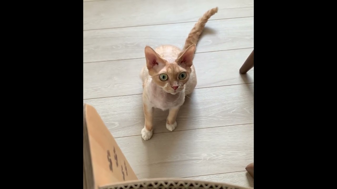 デボンレックス猫がトイレ後に爪研ぎをしています。(Devon Rex cat sharpening his claws after going to the toilet)