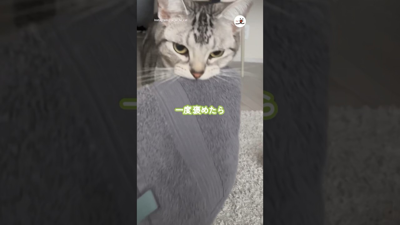 一度褒めてしまったら｜PECO #アメリカンショートヘア #americanshorthair #猫の鳴き声 #猫のいる生活 #meowing #cat #catlover #catvideos