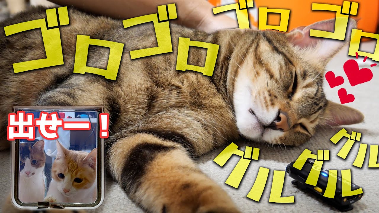 飼い主が大好きすぎる猫と2人きりになったら喉のゴロゴロ音がとんでもないことになりましたwww