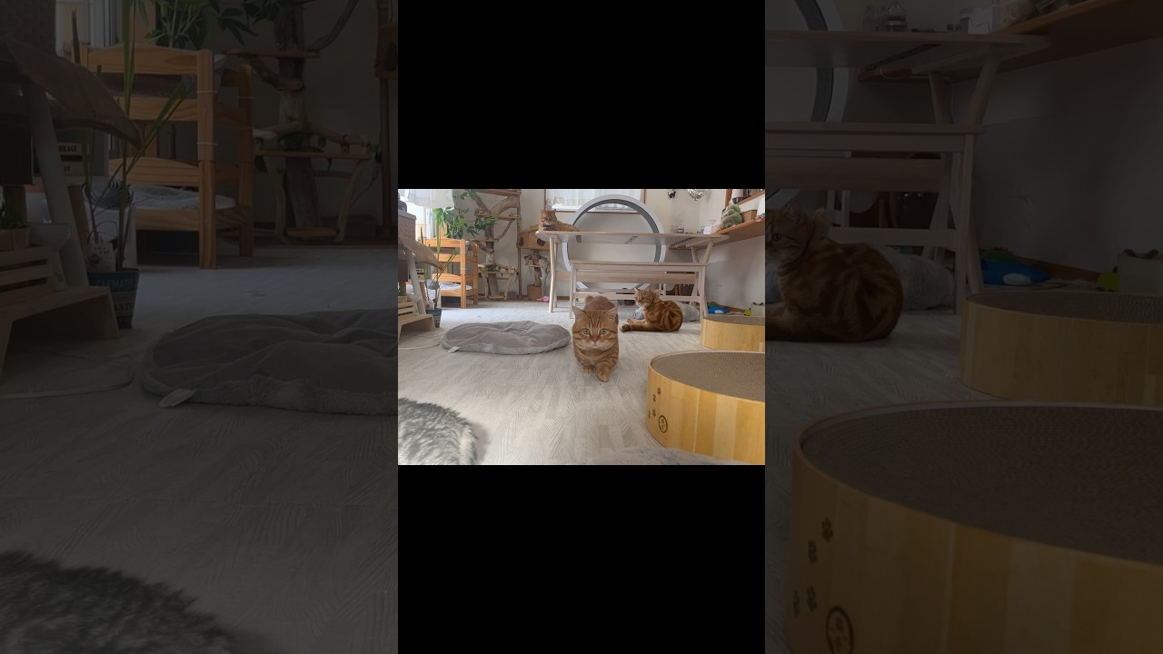 マンチカンの歩く姿・走る姿 #猫 #マンチカン #shorts