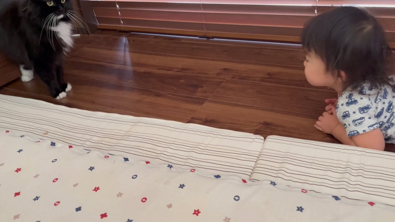 赤ちゃんを一緒に起こしに行く猫　ラガマフィン　Cat going to wake up baby