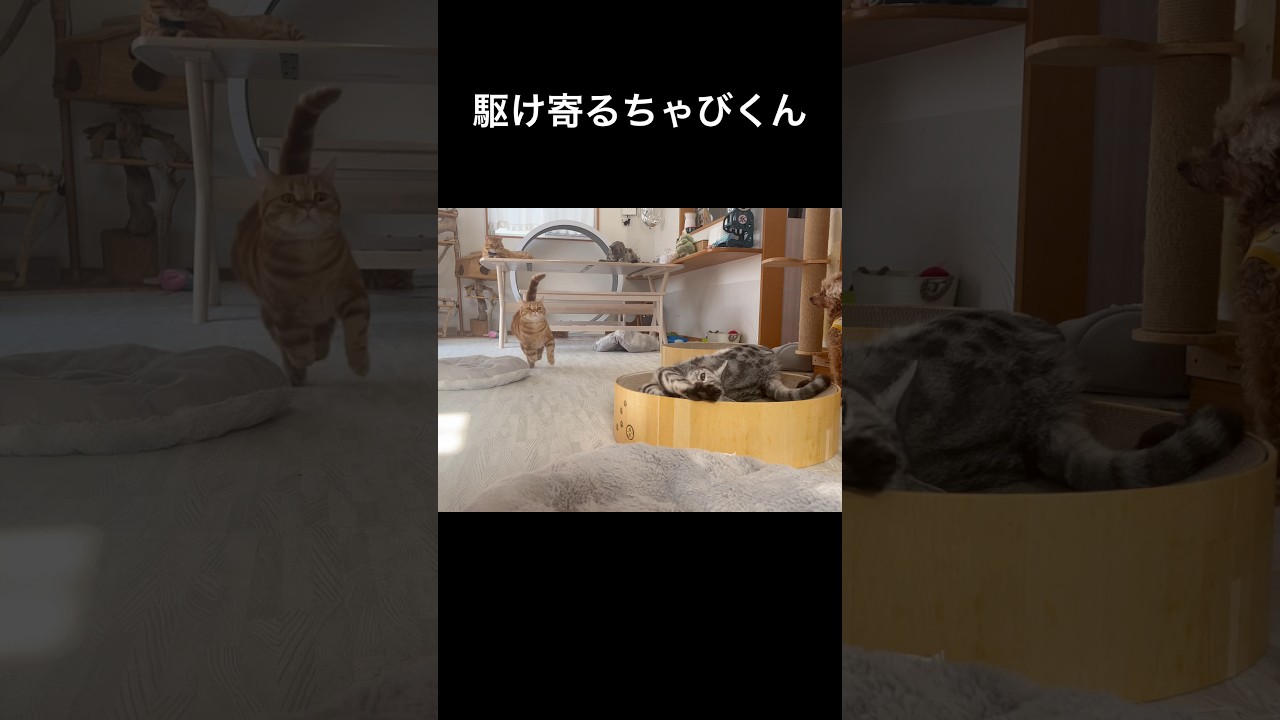 大変だ！あいおばちゃんが苦しそうにしてる！ #猫 #マンチカン #shorts