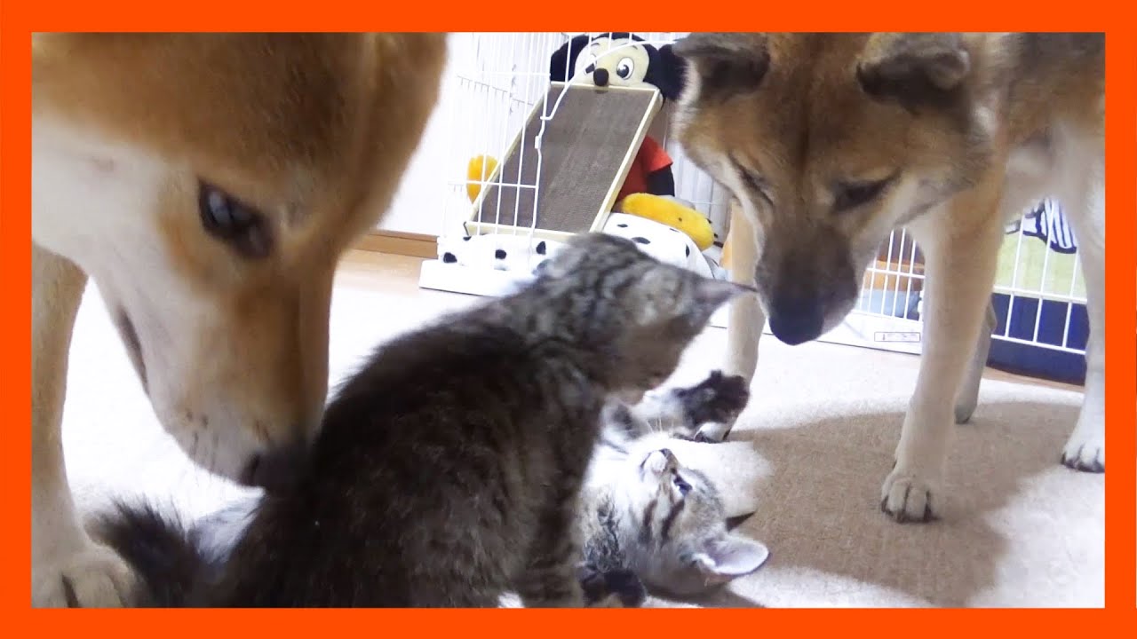 【R村の歴史】キジトラ子猫同士のプロレスが心配で様子を見守り続ける柴犬