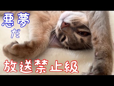 【放送禁止】完全に夢みた子猫の末路がコチラ❗️【ソマリ】