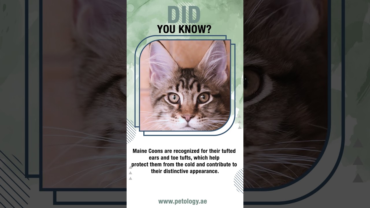 Exploring the Majestic Maine Coon: Unique and Fascinating Traits #shorts #petlover #mobilegrooming