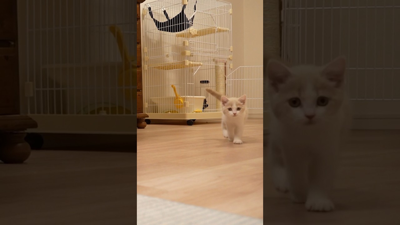 生まれて初めてキャットタワーみた子猫の反応w #猫 #スコティッシュフォールド #ゆきのじょー #子猫