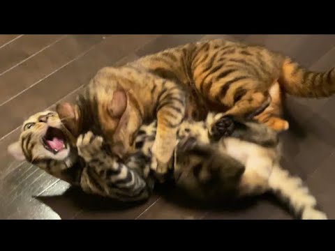 今日はおいかけっこですか【ゆな】