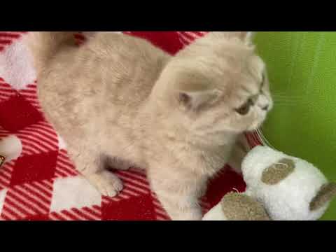 セルカークレックスくん