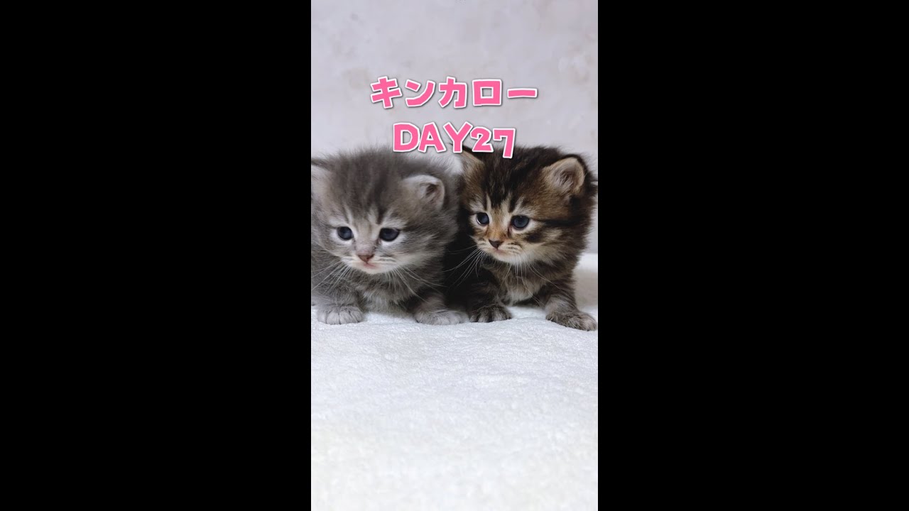 【今日もふ】キンカロー子猫のんびり兄妹さん♡DAY27【2023年2月9日】