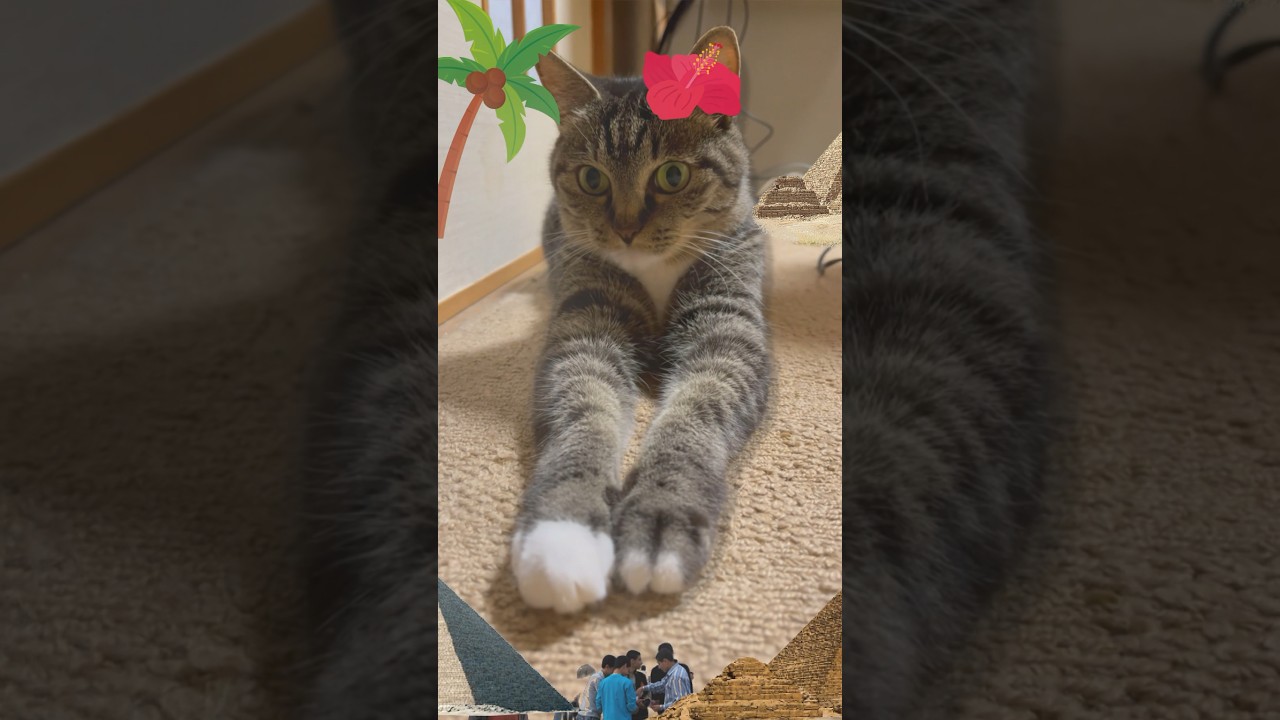 スフィンクス座りの猫❤️ sphinx sitting cat# #cat #猫 #shorts#sphinx