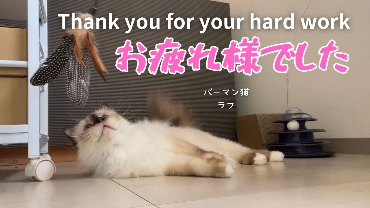 バーマン猫ラフ【お疲れ様でした】Thank you for your hard work（バーマン猫）Birman/Cat
