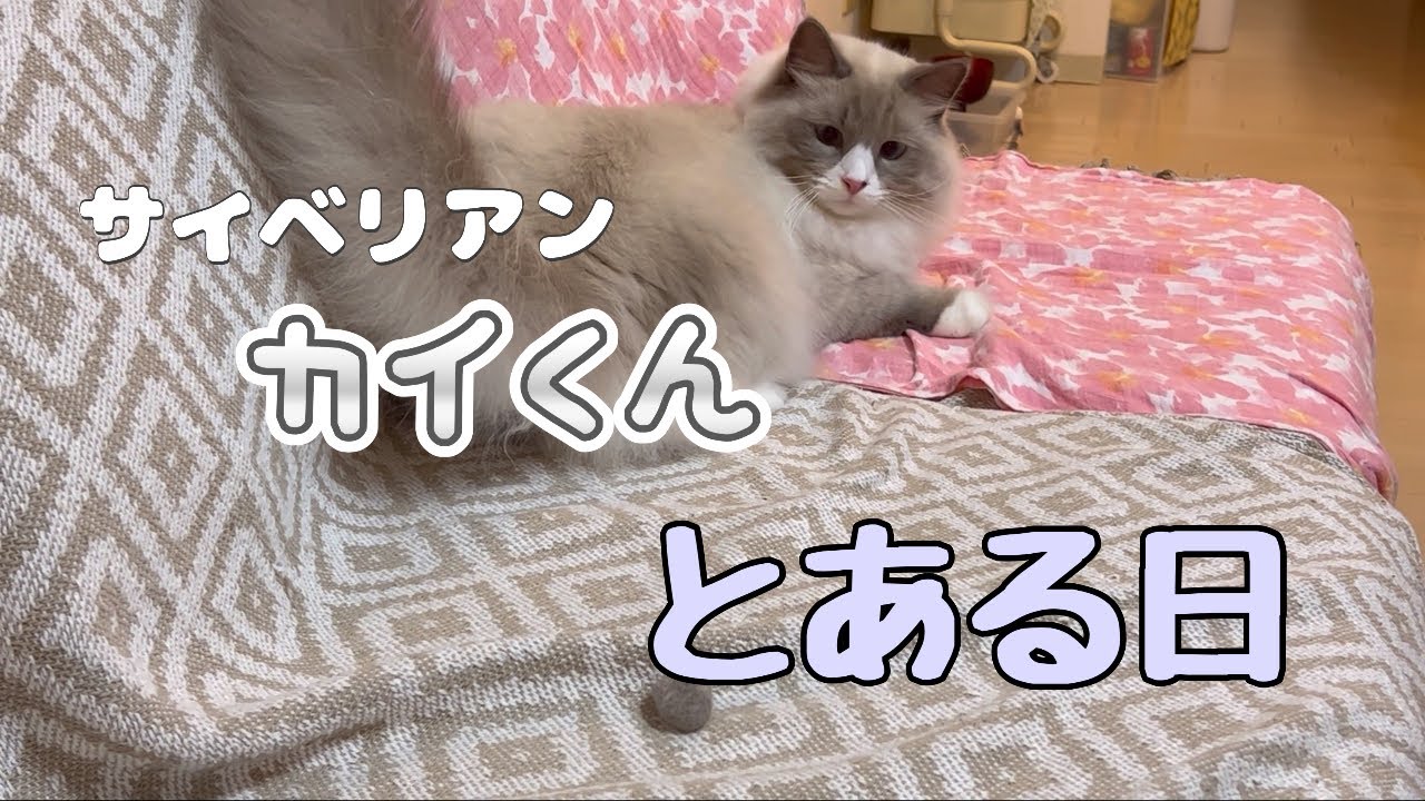 サイベリアンのカイくんとある日 #猫動画 #サイベリアン #cat #まな猫
