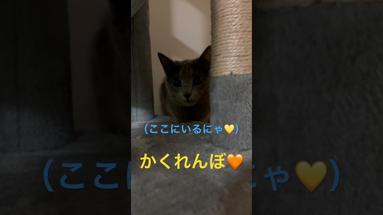 本当は見つけて欲しい隠れんぼ猫（ロシアンブルー）#shorts