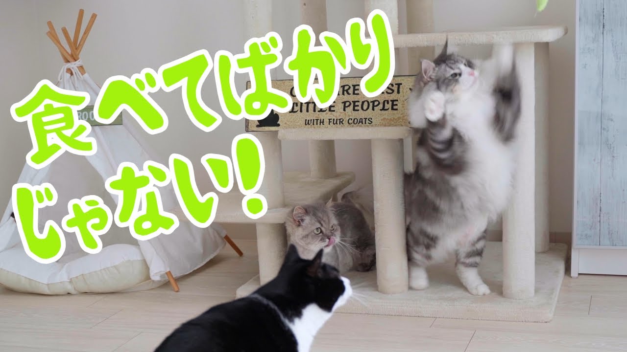 食べてばかりじゃない！動けるよ！