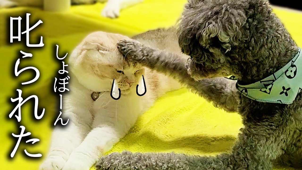 初めて犬パンチされて怒られてしまった猫がこうなりました
