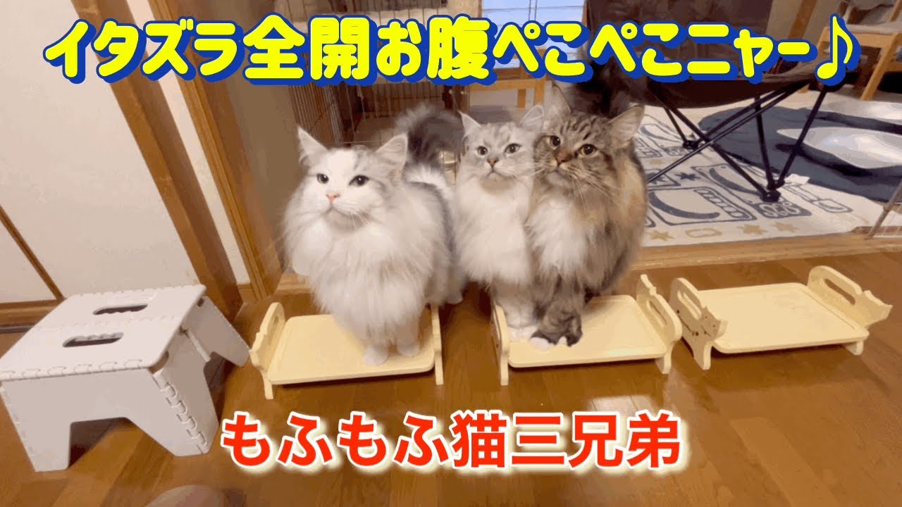 イタズラアピールでご飯おねだりニャ〜♪してくるラガマフィン猫三兄弟達