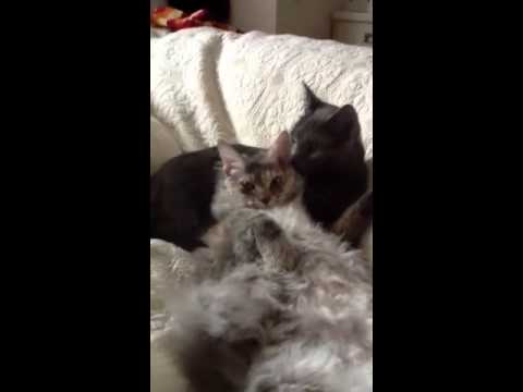 尽くす猫尽くされる猫
