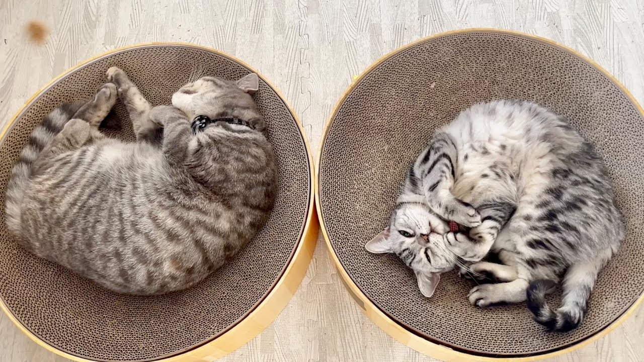 今日のお供は意外なあの娘...！？ #猫 #アメリカンショートヘア