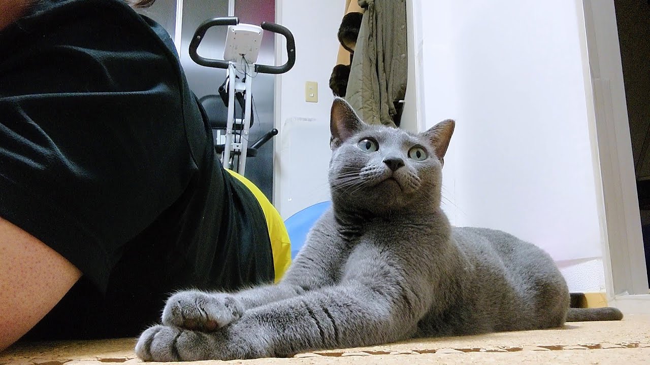 【猫動画】嫁の隣でご飯アピールするロシアンブルー【russianbule】Russian blue who appeals to rice next to his wife