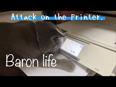 土曜日の猫君「プリンター＆TVへの攻撃」【ブリティッシュショートヘアー」British shorthair