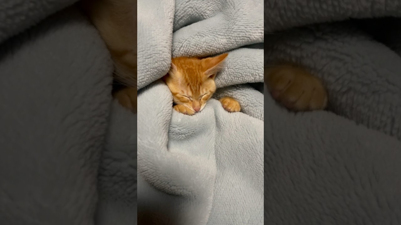 もぐのきもち　#子猫 #保護猫 #猫 #cat #猫好きさんと繋がりたい #shorts #short