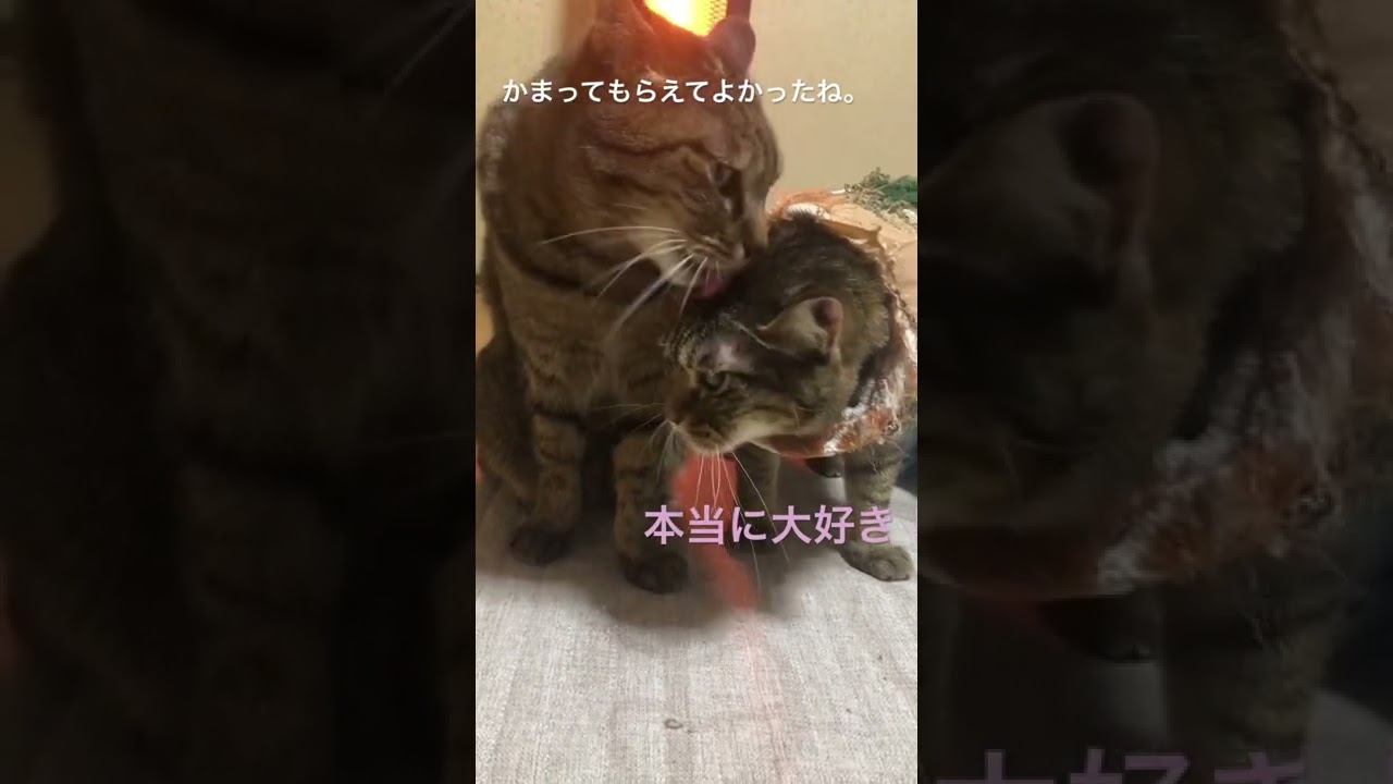 大好きなちろる姉さん。