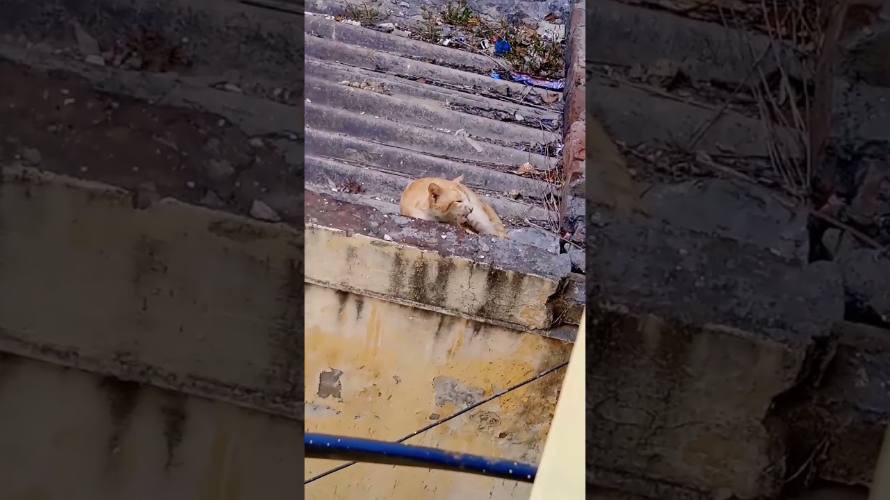 lovely brown cat #stayblessed #catlover #shorts