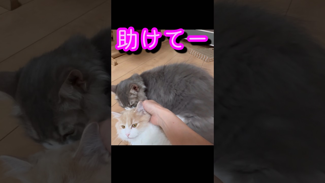 本能には勝てない雄猫　子猫　生後5ヶ月　サイベリアン
