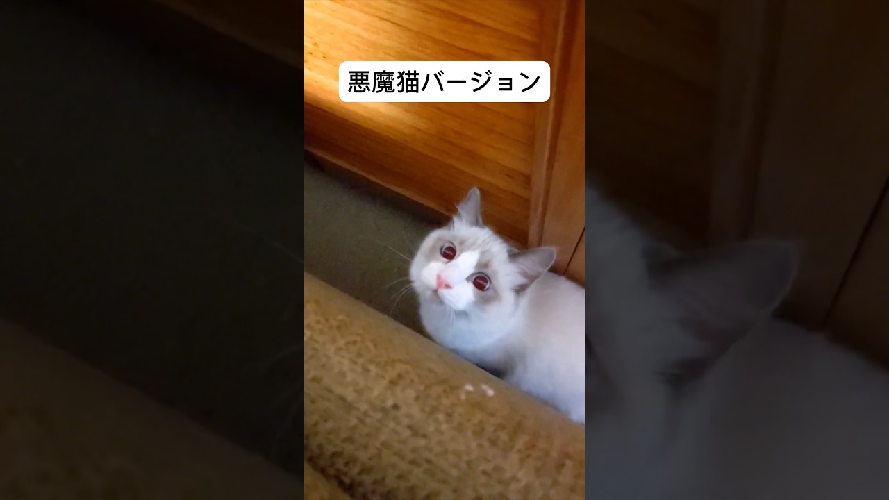 【ラグドールのわたげ】いつもは天使猫イタズラする時は悪魔猫#shorts #猫 #ラグドール