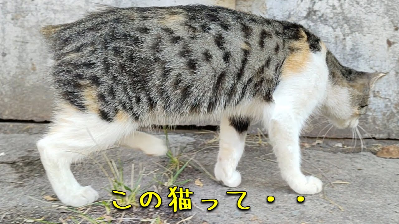 これって「マンクス」？尻尾の無い野良猫にお腹一杯ご飯を食べさせてらこうなりました☺️