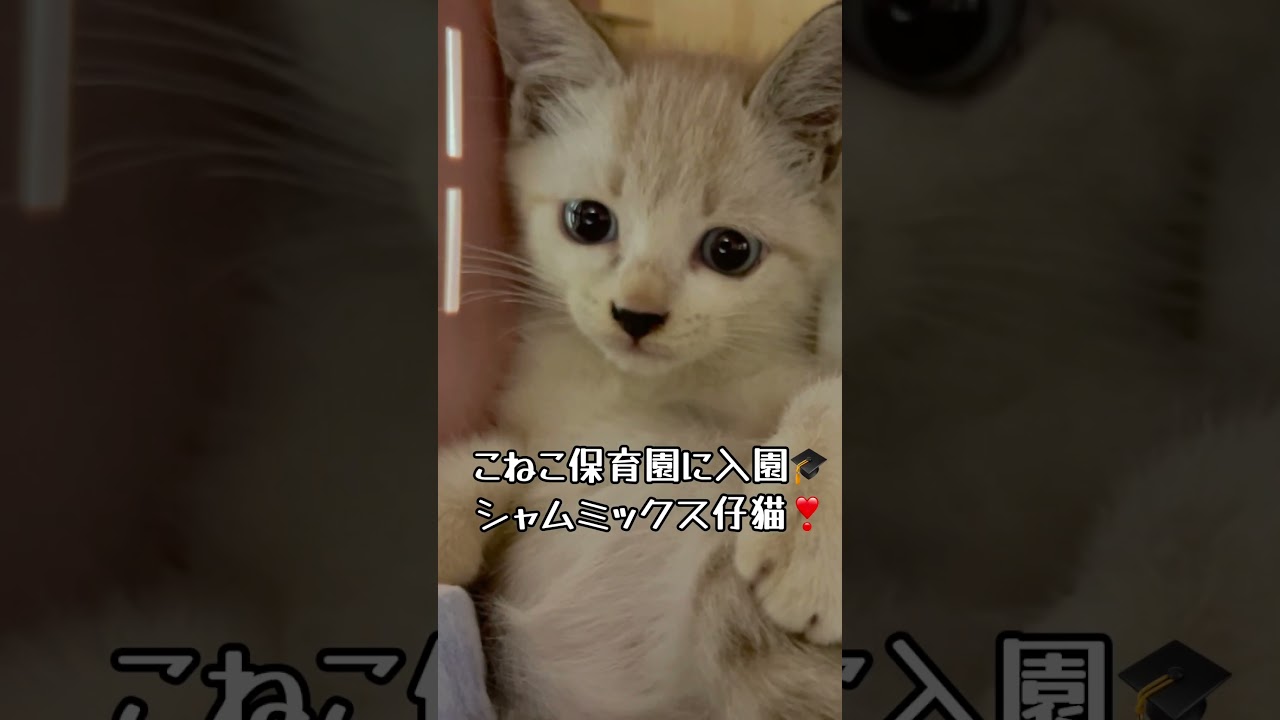 【保護 シャム猫】カワイイ鳴き声＆保護初日？にしては目が優しい✨でも一応威嚇⚡目標ボス猫イケニャン大地くんを見に来てね💗 / rescued a kitten #shorts #可愛い鳴き声 #ボス猫