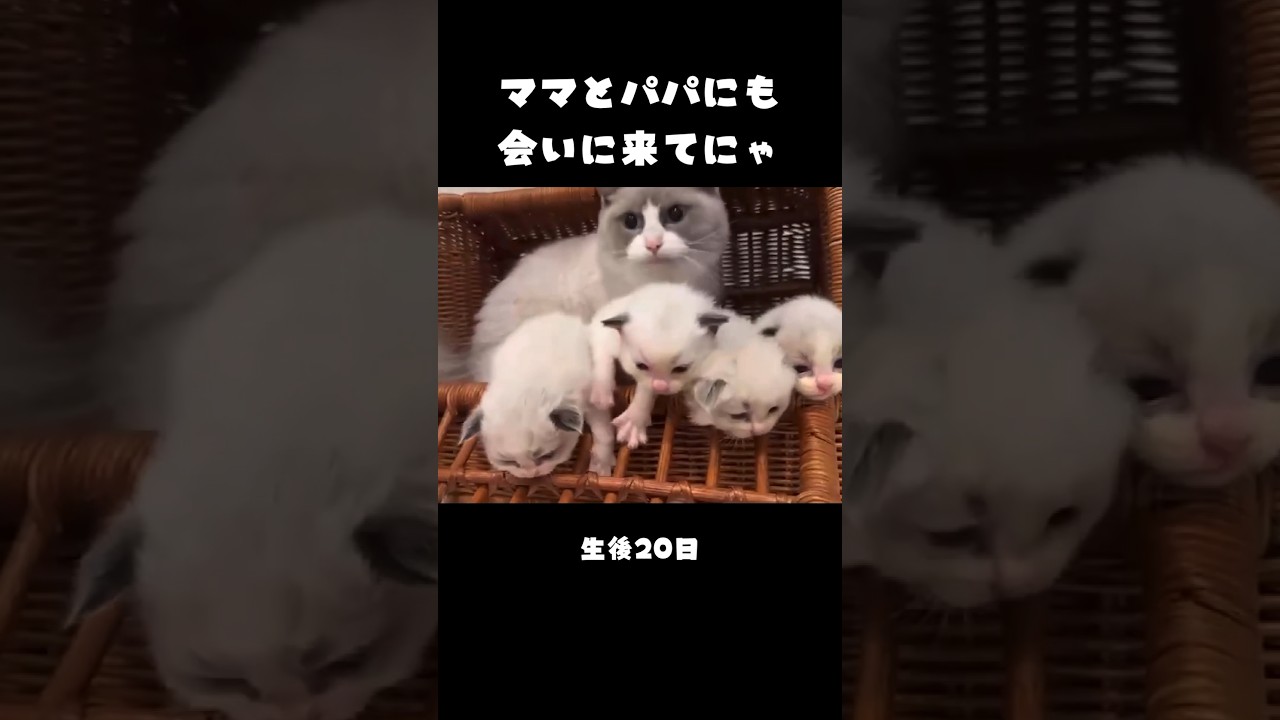 生後20日ラグドール子猫盛り！#子猫 #キャットブリーダー #子猫ブリーダー #家族募集