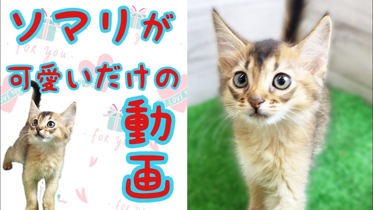 ソマリ・子猫【鶴見元宮店】