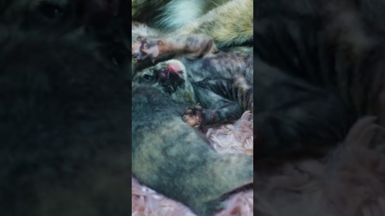 Cute Manx baby kitten breed 😻💕 #shortsviral #cutecat #kitten #manxkitten #cat #cute #shorts #short