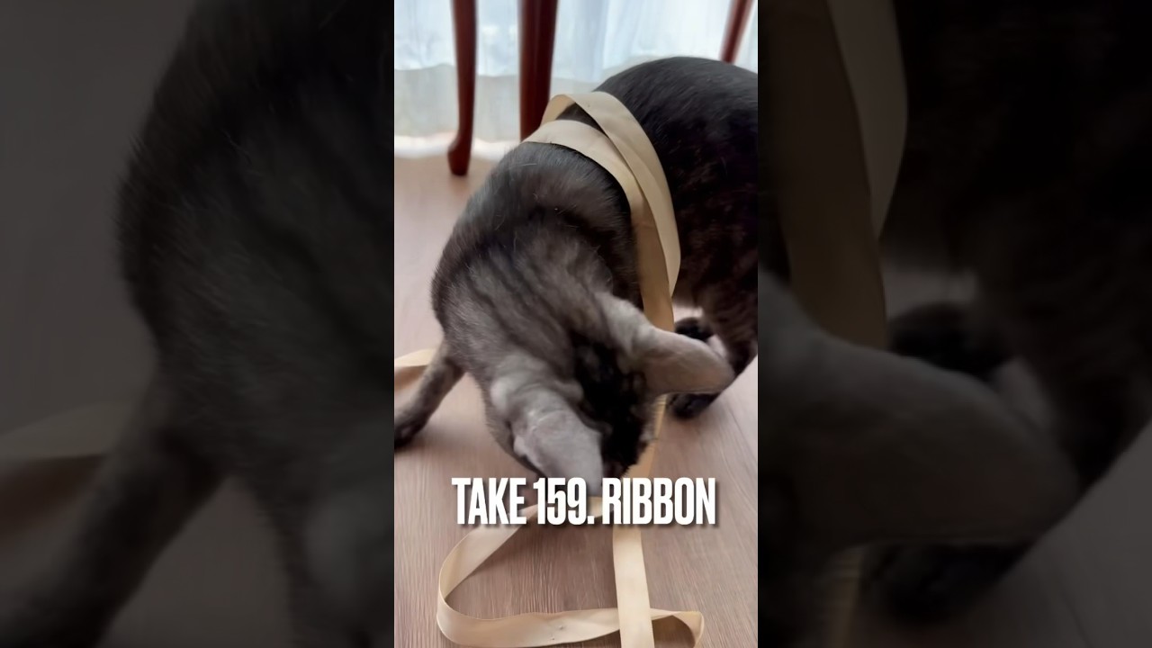 【#リボン女子 にゃ❗️】#リボン大好き #興奮が止まらない #遊ぶ猫 #遊ぶ猫動画 #playingcat #今日も元気でありがとう #エジプシャンマウ#egyptianmau #shorts